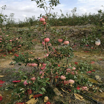 美國8號蘋果樹苗一畝地栽多少棵美國8號蘋果樹苗價格多少